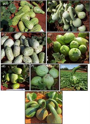 Progress on Genetic Improvement and Analysis of Bottle Gourd [Lagenaria siceraria (Molina) Standl.] for Agronomic Traits, Nutrient Compositions, and Stress Tolerance: A Review